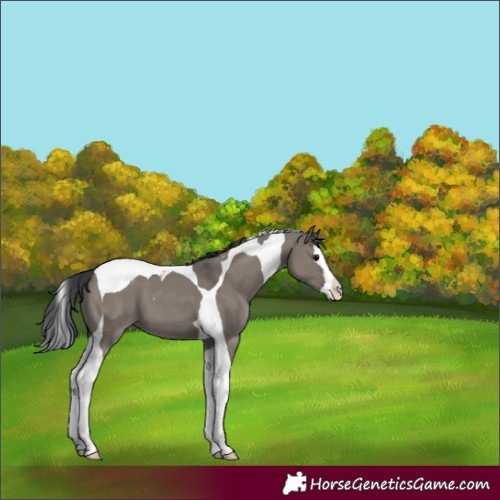 Horse Color:Grullo Splash Tobiano