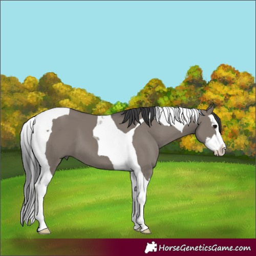 Horse Color:Grullo Splash Tobiano