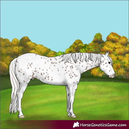 Horse Color:Silver Black Tobiano Appaloosa