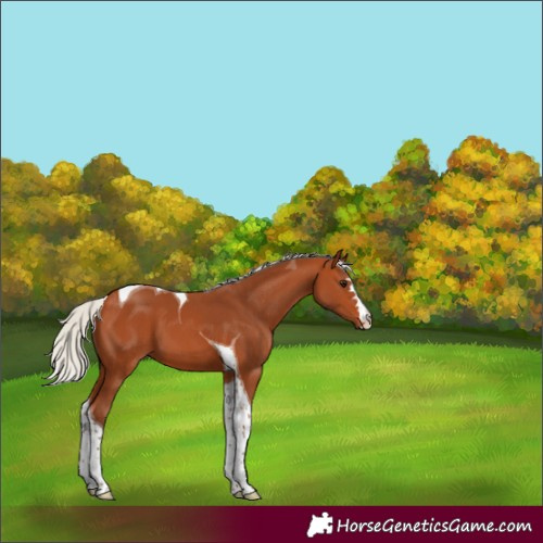 Horse Color:Silver Bay Tobiano 