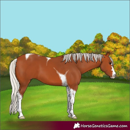 Horse Color:Silver Bay Tobiano 