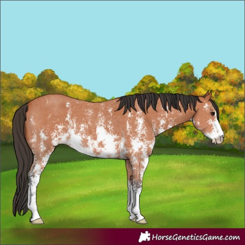 Horse Color:Bay Sabino 