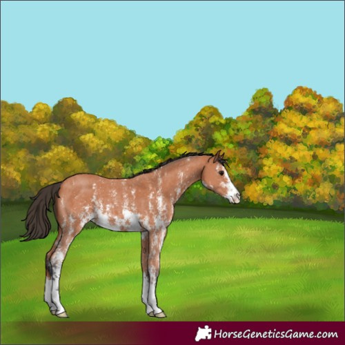 Horse Color:Bay Sabino 