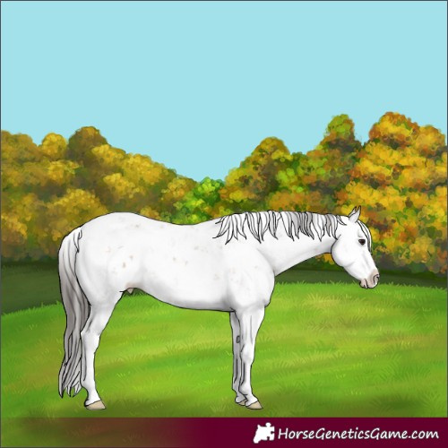 Horse Color:Bay Dun Sabino Splash