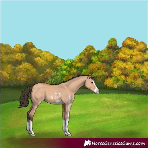 Horse Color:Bay Dun Sabino Splash 