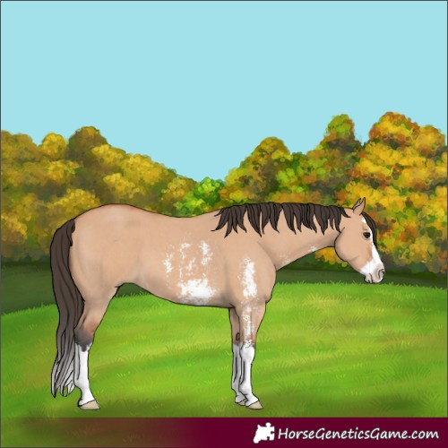 Horse Color:Bay Dun Sabino Splash 
