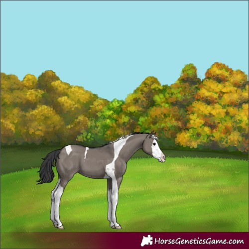 Horse Color:Grullo Splash Tobiano