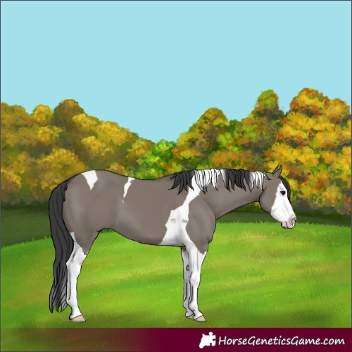 Horse Color:Grullo Splash Tobiano 