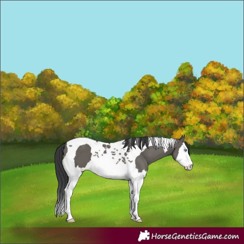 Horse Color:Grullo Splash Tobiano