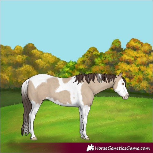Horse Color:Classic Champagne Dun Splash Tobiano 
