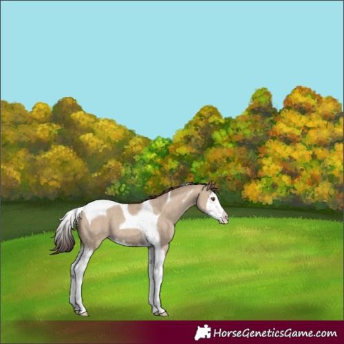 Horse Color:Classic Champagne Dun Splash Tobiano