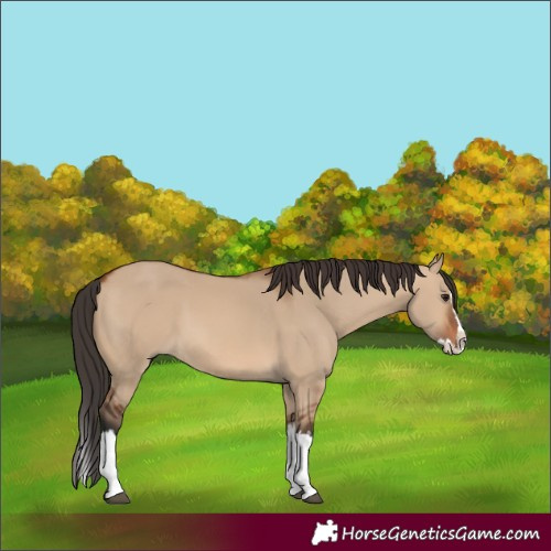 Horse Color:Bay Dun Sabino Splash 