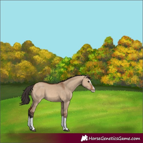 Horse Color:Bay Dun Sabino Splash 