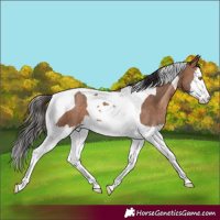Horse Color:Sable Champagne Splash Tobiano