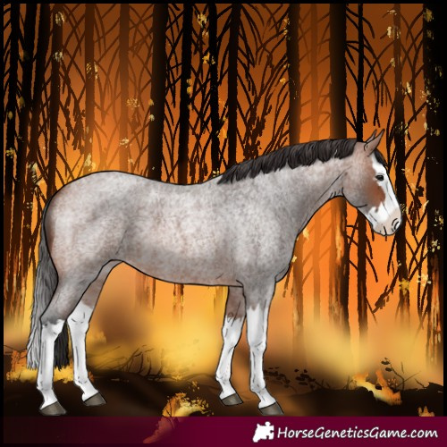 Horse Color:Bay Roan Splash 