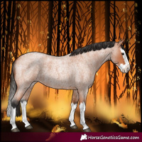 Horse Color:Bay Roan Splash