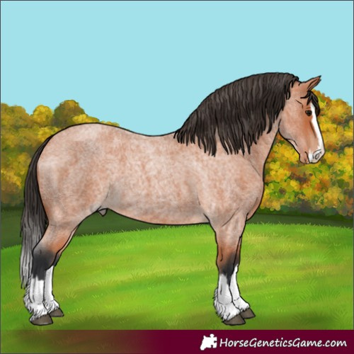 Horse Color:Bay Roan Splash