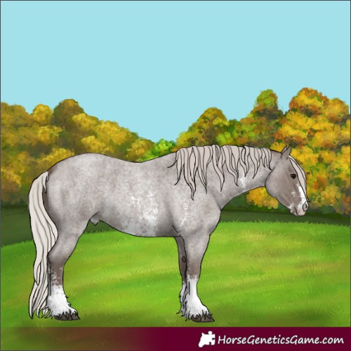Horse Color:Silver Blue Roan Sabino
