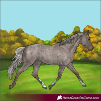 Horse Color:Silver Blue Roan Sabino 
