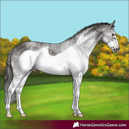 Horse Color:White Spotted Liver Chestnut Frame