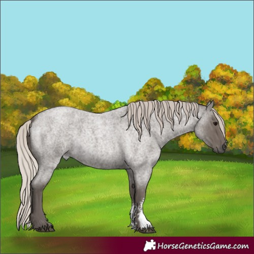 Horse Color:Silver Blue Roan Sabino 