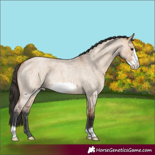 Horse Color:Bay Roan Dun Frame