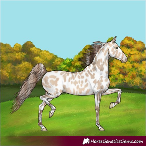 Horse Color:Amber Champagne Dun Leopard