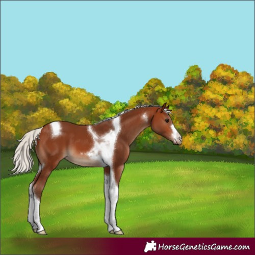 Horse Color:Silver Brown Tobiano 