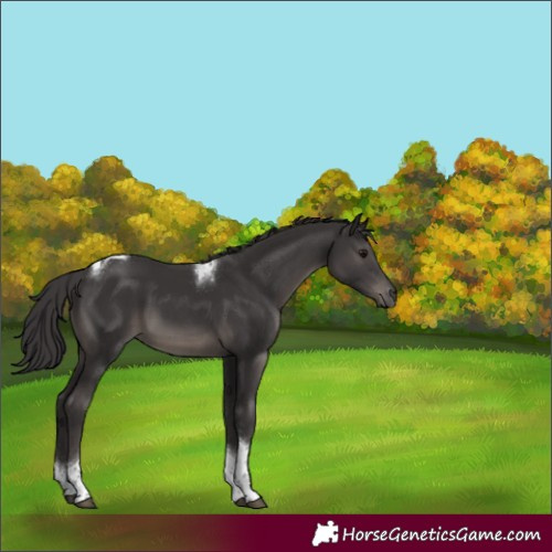 Horse Color:Smoky Black Tobiano