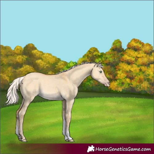 Horse Color:Silver Amber Cream Champagne Dun Tobiano