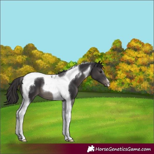 Horse Color:Smoky Black Tobiano