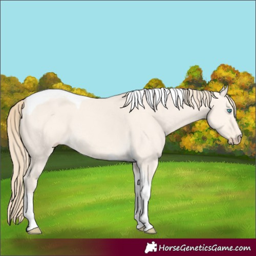 Horse Color:Perlino Dun Tobiano