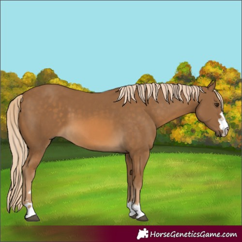Horse Color:Chocolate Palomino 