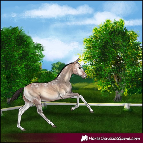 Horse Color:Bay Ice Onyx Splash 