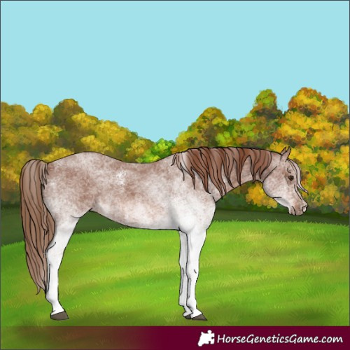 Horse Color:White Spotted Red Roan