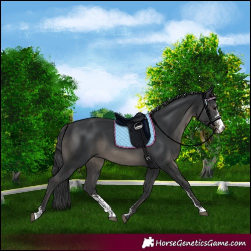 Horse Color:Black Sabino 
