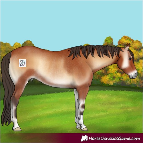 Horse Color:Bay Onyx Rabicano 