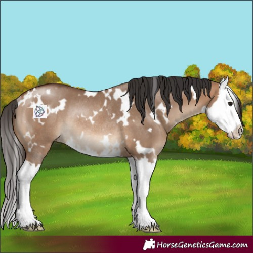 Horse Color:White Spotted Bay Dun Splash Rabicano