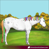 Horse Color:Gray Painted Liver Chestnut Sabino Splash 