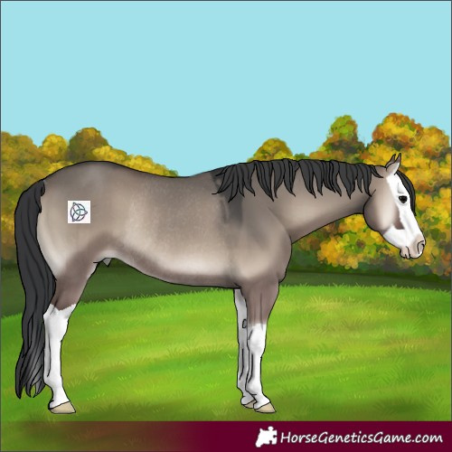 Horse Color:Grullo Onyx Splash Rabicano 
