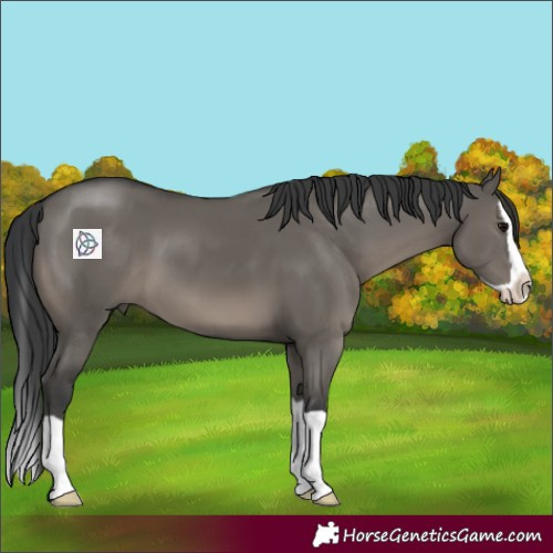 Horse Color:Grullo Splash 