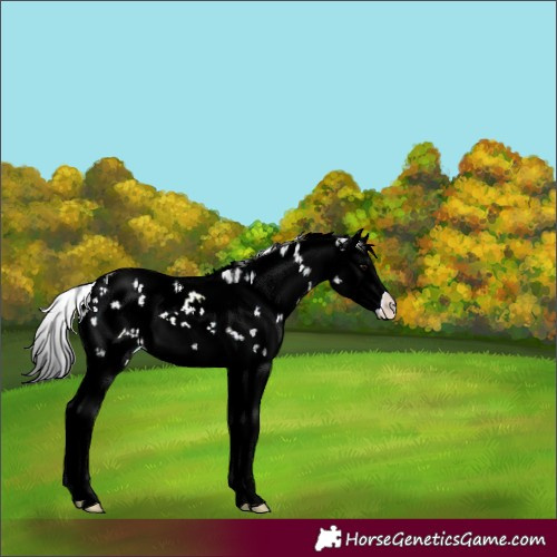 Horse Color:Unknown 