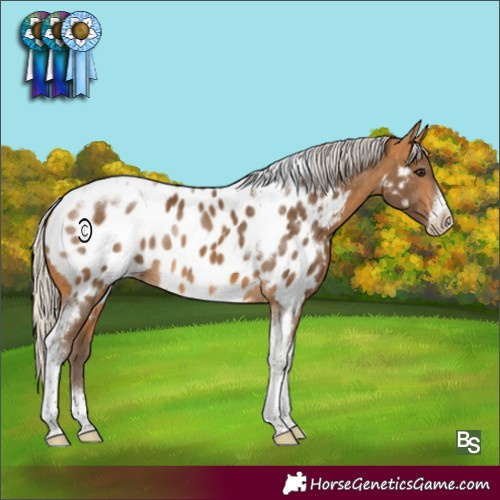 Horse Color:Silver Buckskin Tobiano Frame Blanket Rabicano