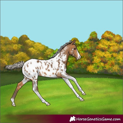 Horse Color:Silver Buckskin Tobiano Frame Appaloosa Rabicano 