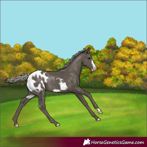 Horse Color:Silver Smoky Black Frame Appaloosa Rabicano 