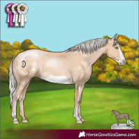 Horse Color:Silver Buckskin Pearl Frame 