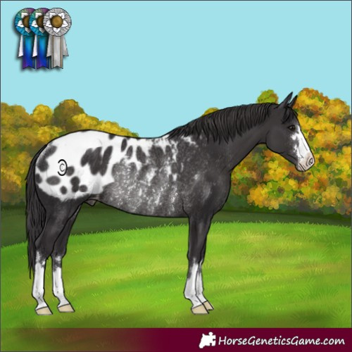 Horse Color:Smoky Black Appaloosa Rabicano