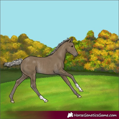 Horse Color:Unknown 
