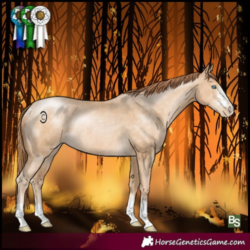 Horse Color:Buckskin Pearl Rabicano 