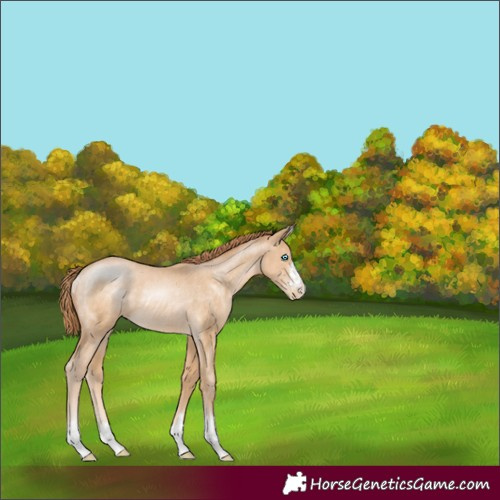 Horse Color:Buckskin Pearl Rabicano